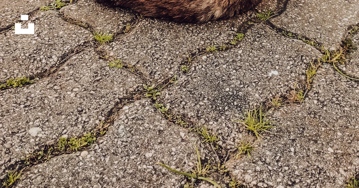 A Cat Laying On The Ground In The Grass Photo Free Path Image On Unsplash a-cat-laying-on-the-ground-in-the-grass-photo-free-path-image-on-unsplash