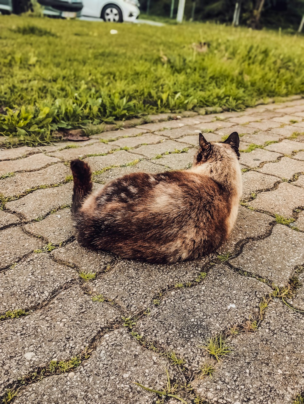 a cat laying on the ground in the grass