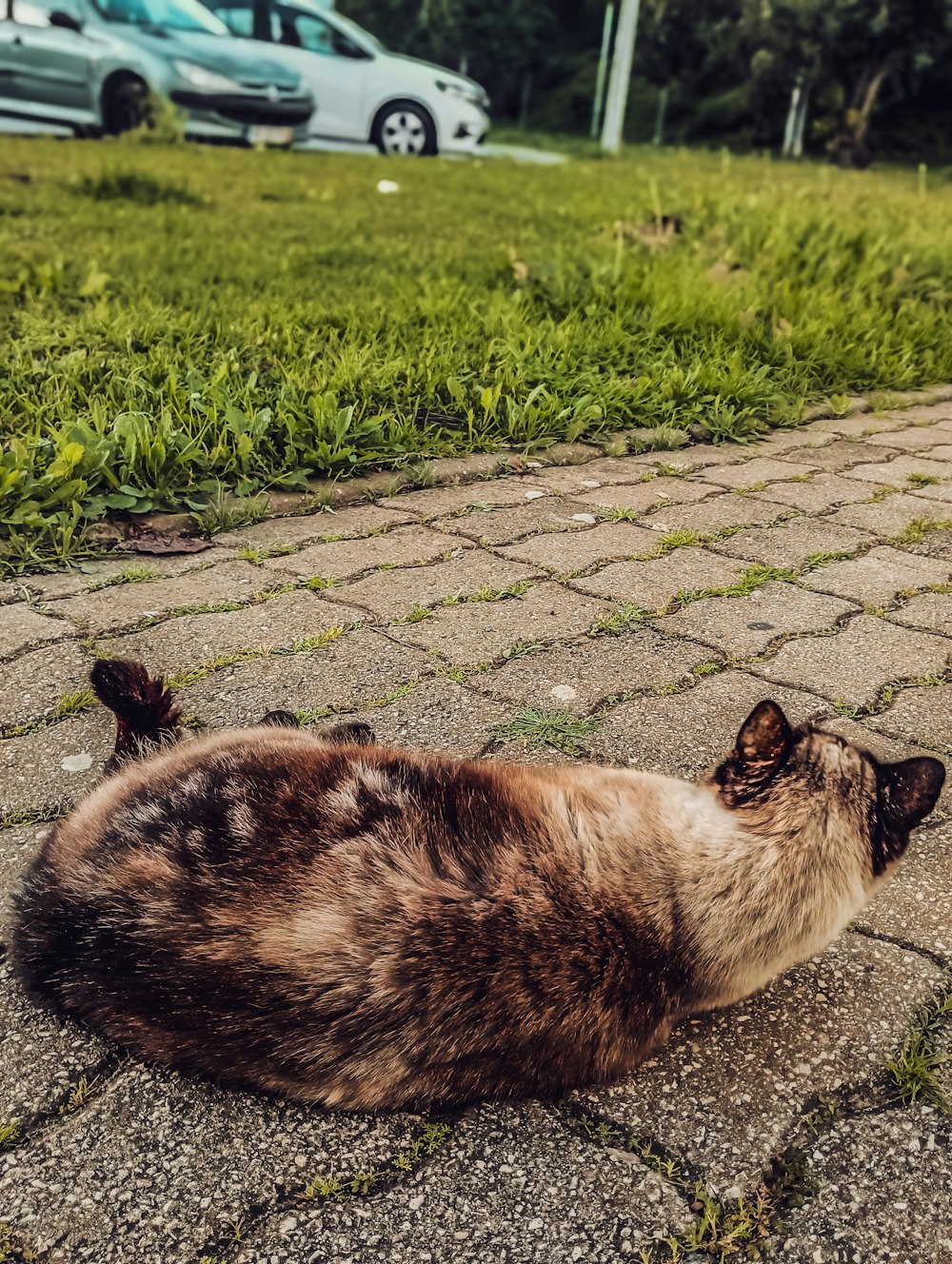 a cat that is laying down on the ground