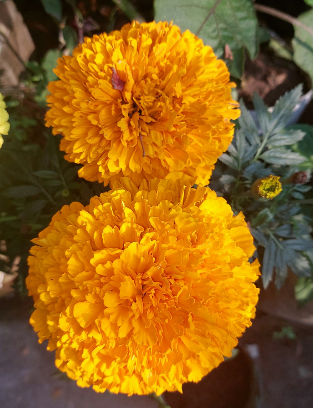 a close up of two yellow flowers in a vase