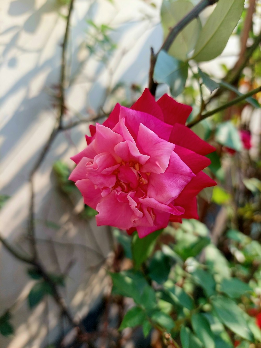 a pink flower is blooming in a garden