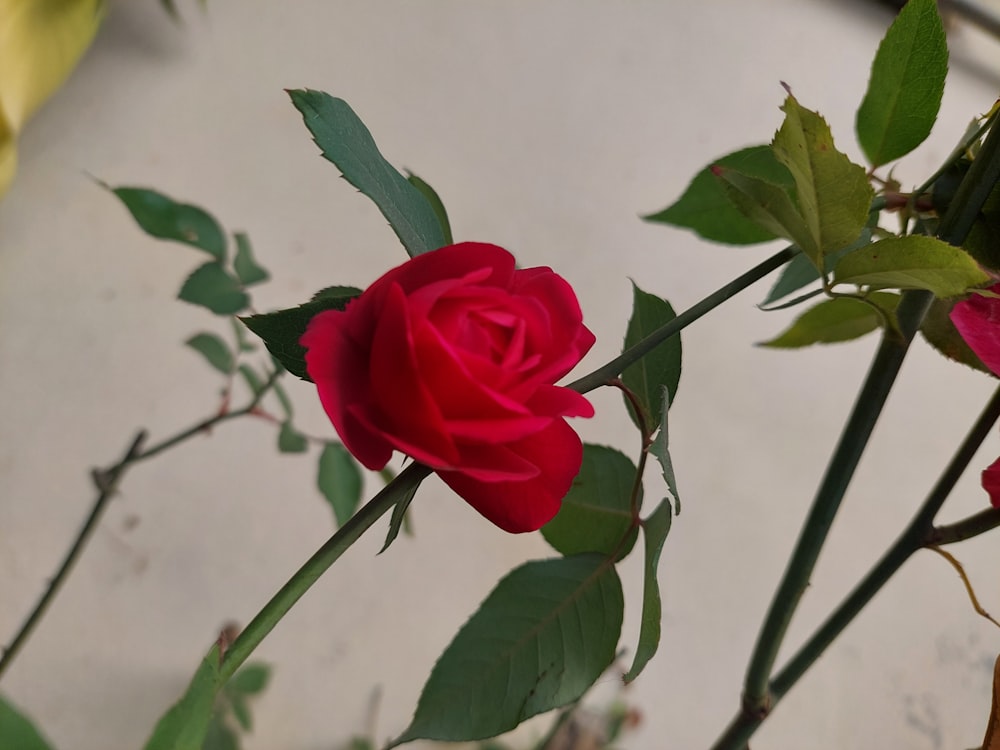 a close up of two red roses with green leaves