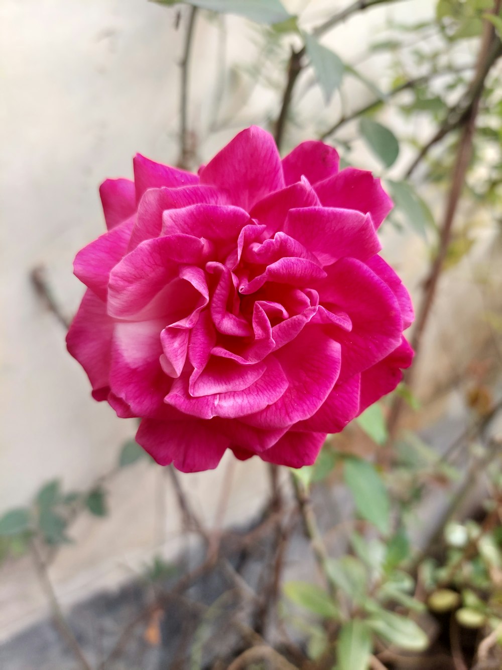 a pink flower is blooming in a garden