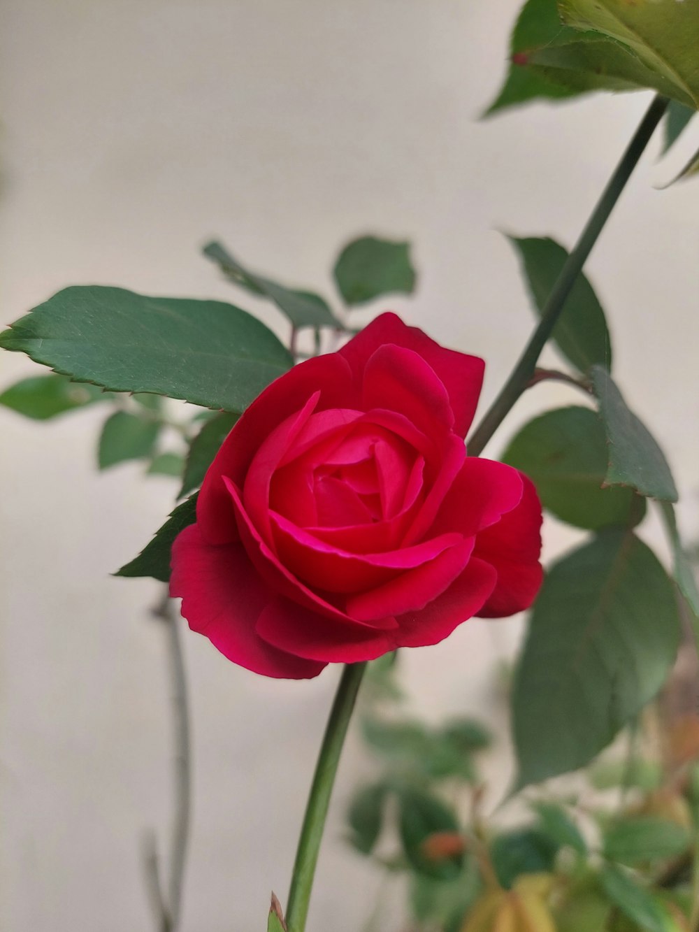 a close up of a single red rose