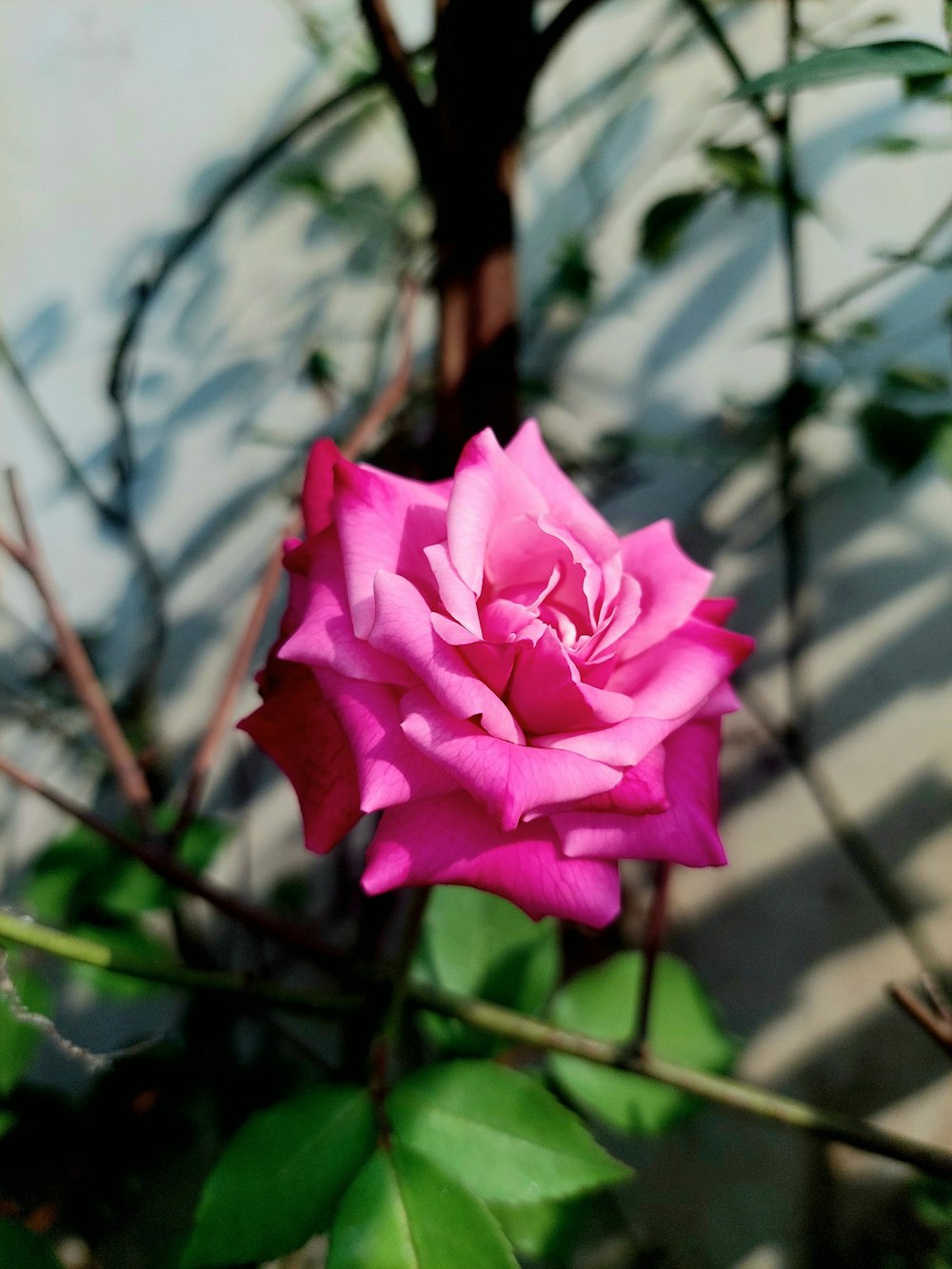 a pink rose is blooming in a garden