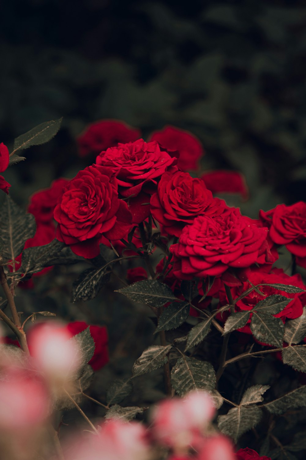 a bunch of red roses growing in a garden