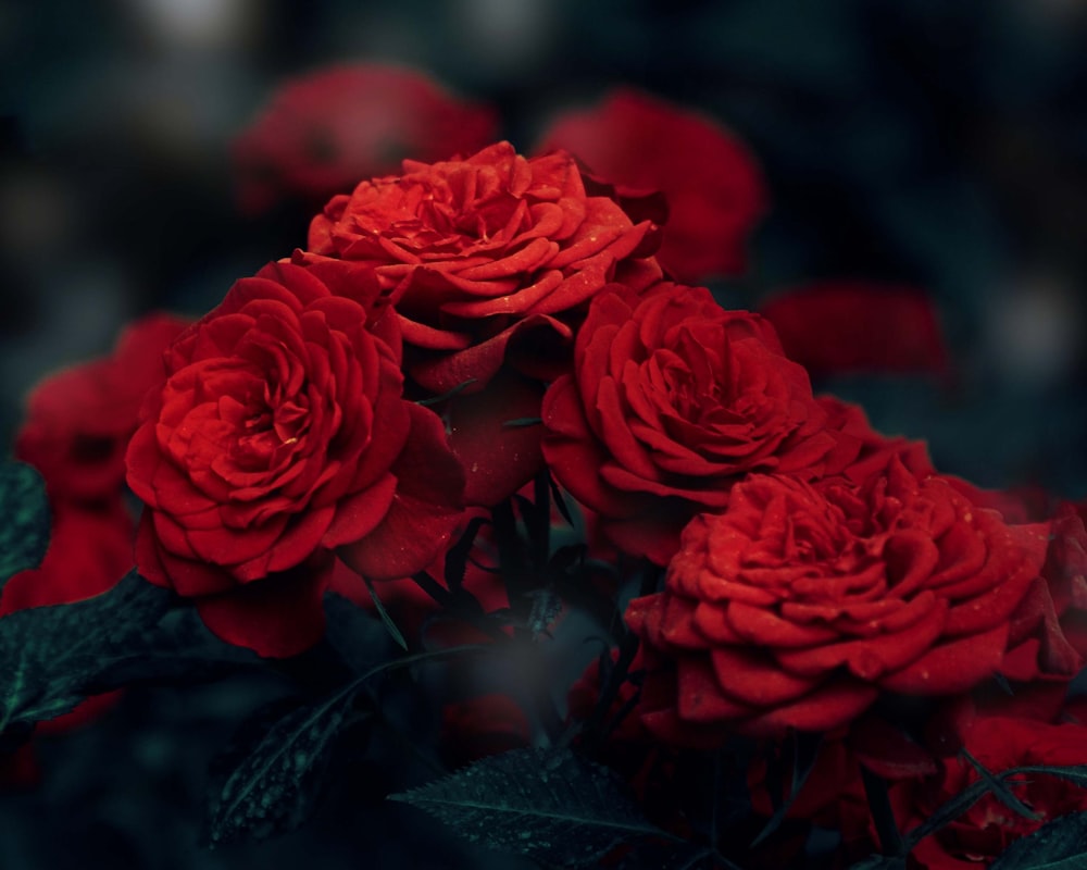 a bunch of red roses sitting on top of a table