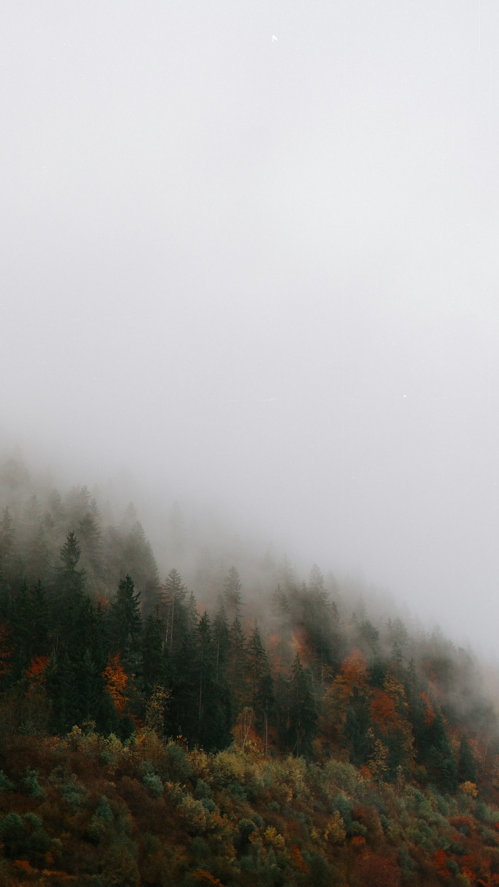 a foggy mountain with trees in the foreground