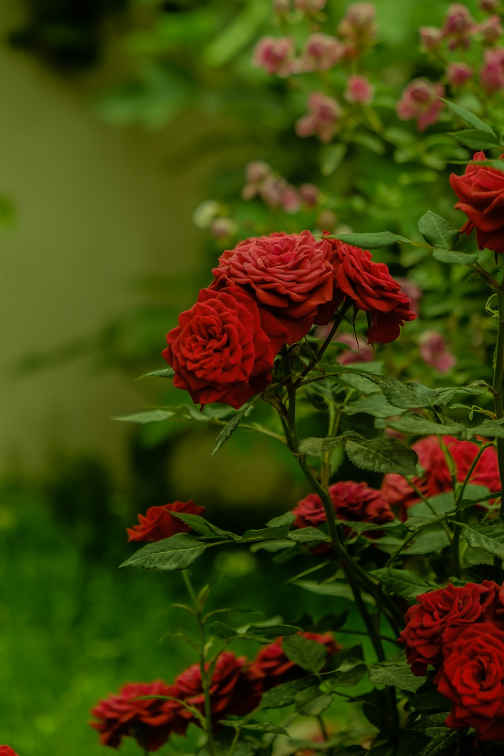a bunch of red roses growing in a garden