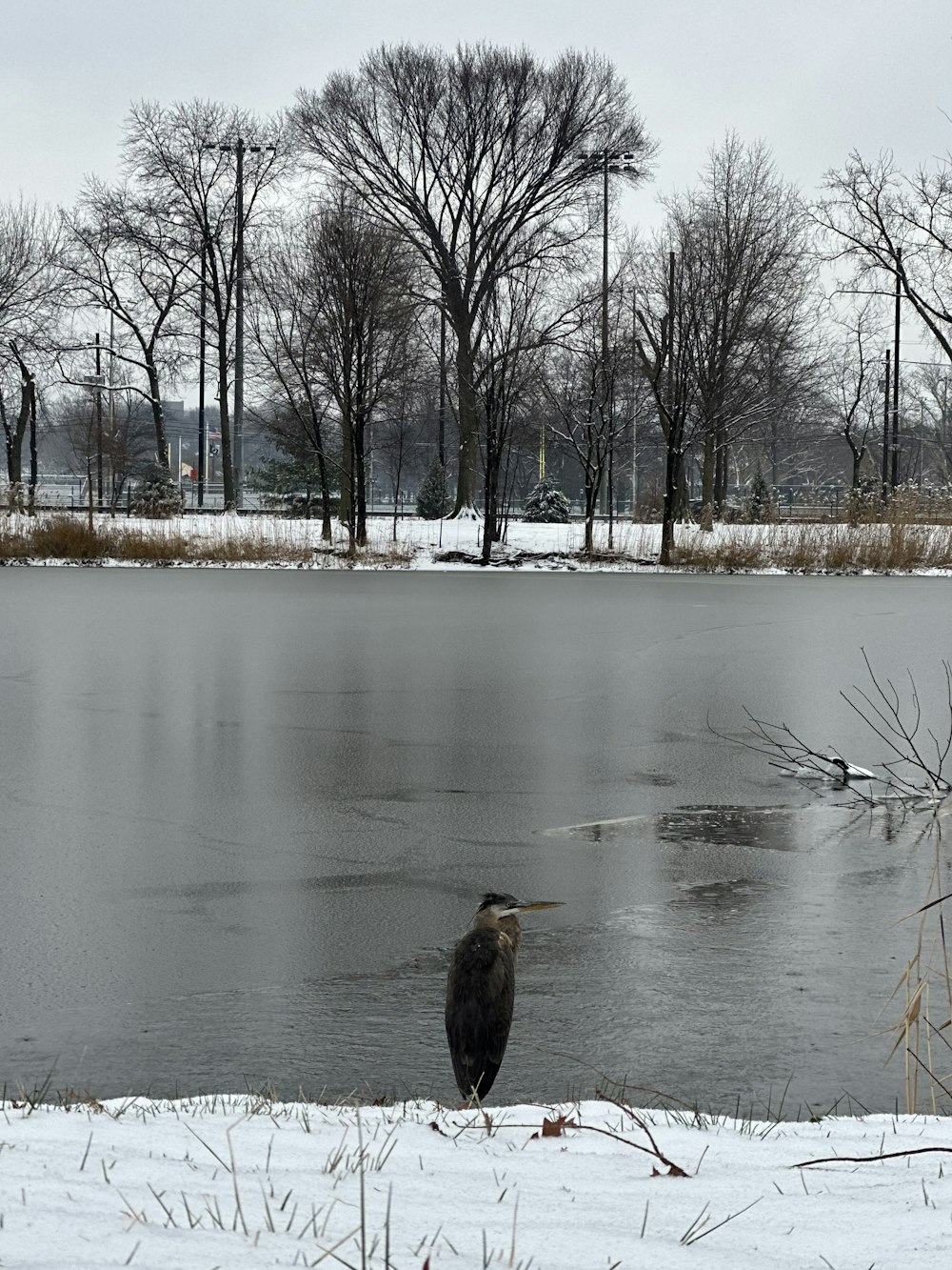 a bird standing on the edge of a frozen lake