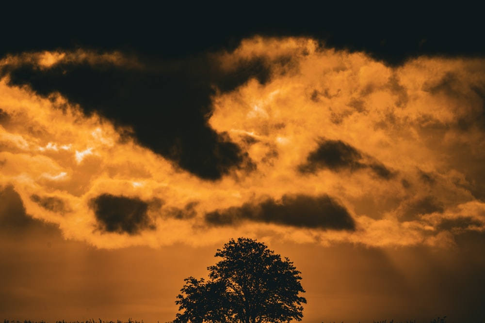 a lone tree is silhouetted against a cloudy sky