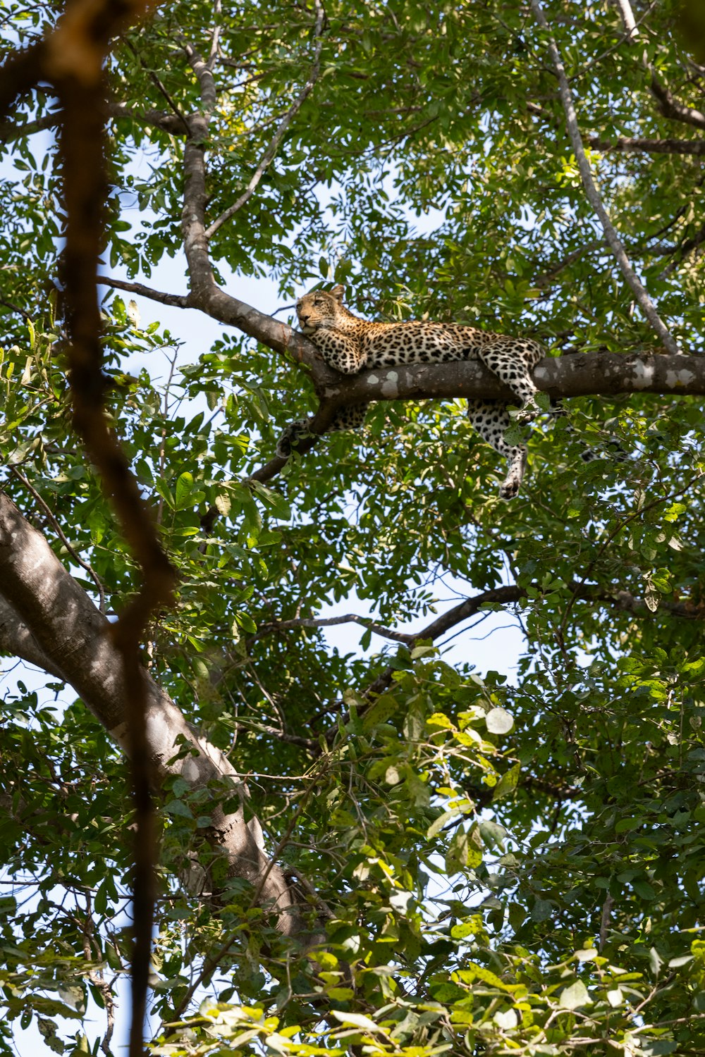 a leopard laying on a tree branch in a forest