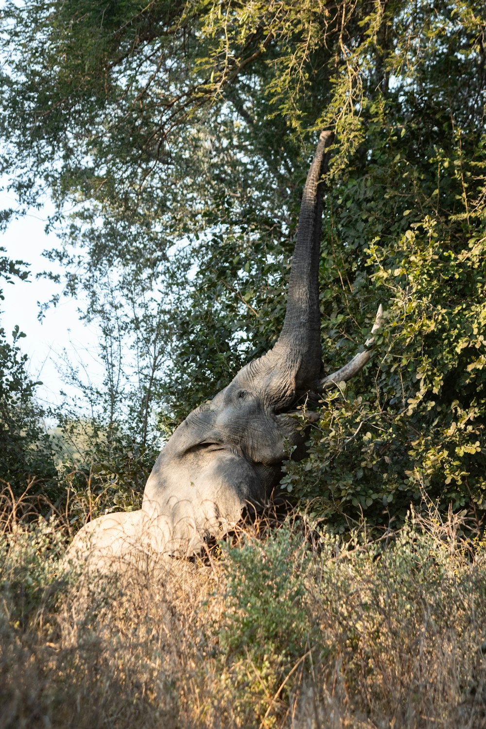 an elephant is laying down in the grass