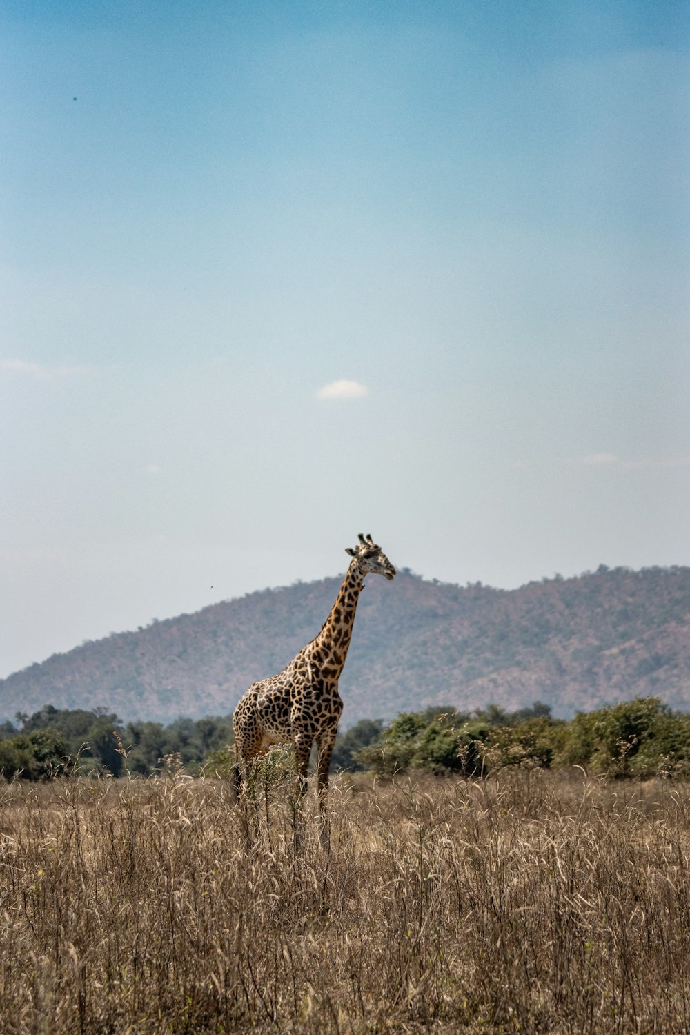 a giraffe standing in the middle of a field