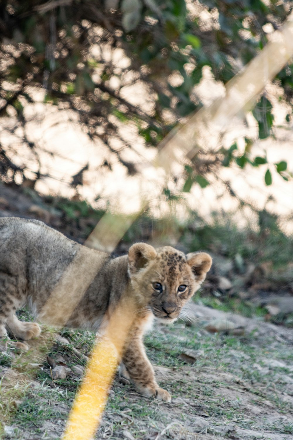 a young lion cub walking across a grass covered field