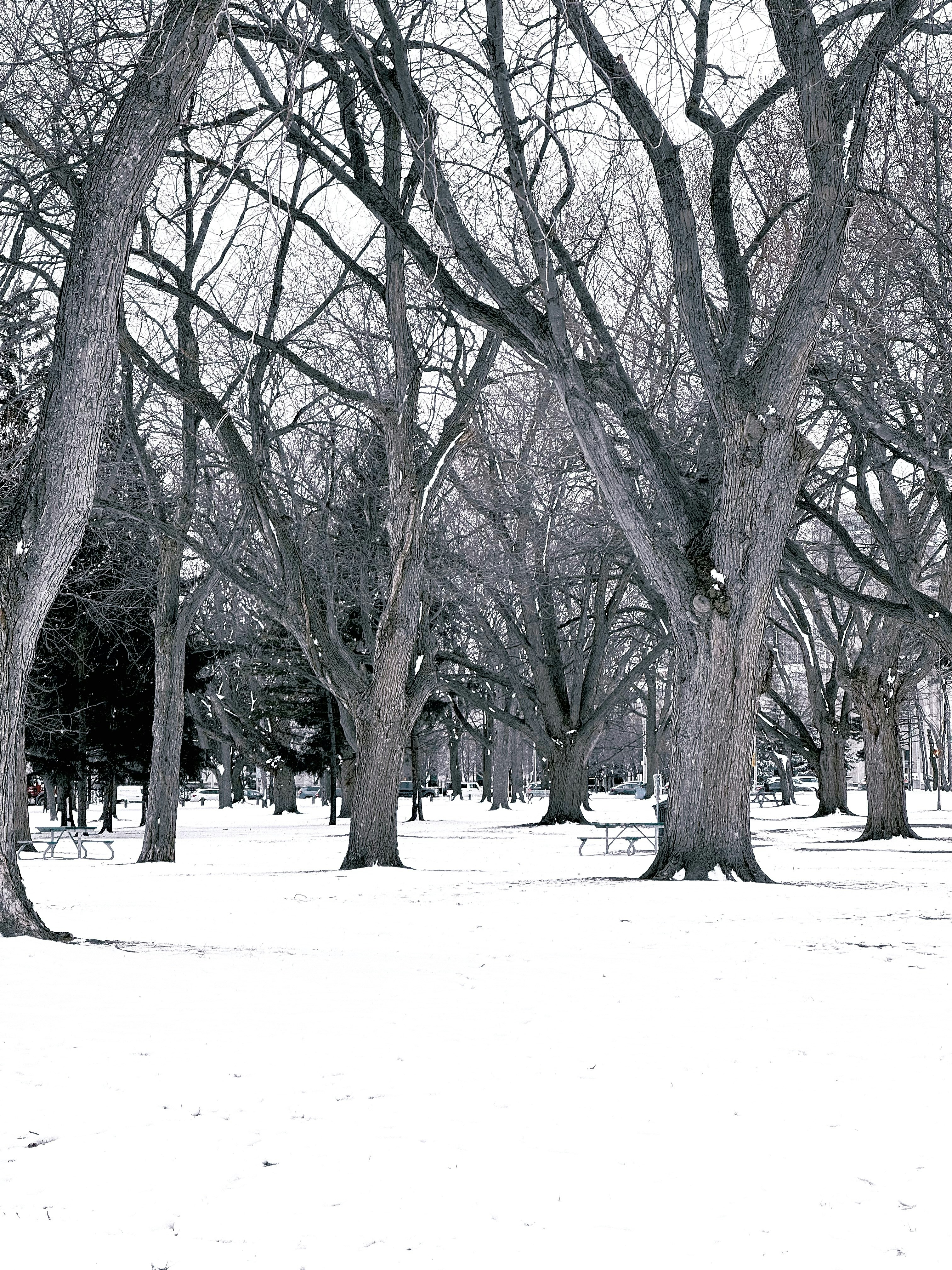 a black and white photo of trees in the snow