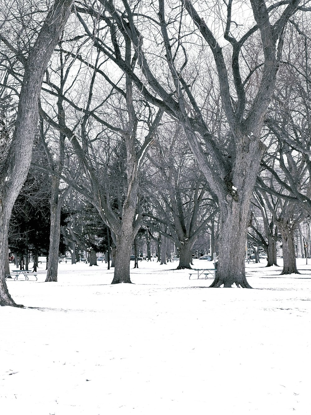 a black and white photo of trees in the snow