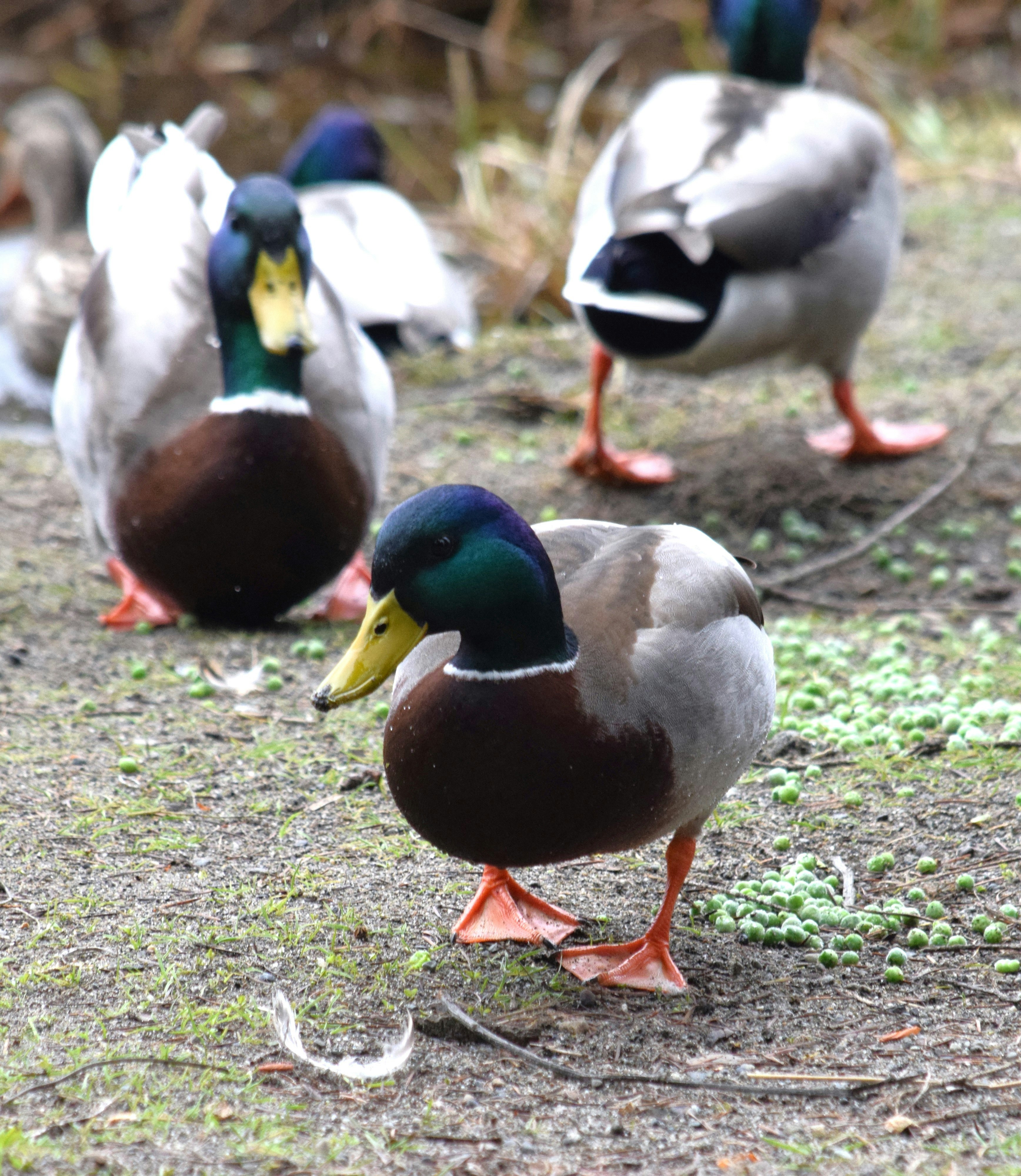 木の表面に浮かぶ3羽のアヒルの写真 – Unsplashの動物の無料画像, image size:3000x3456