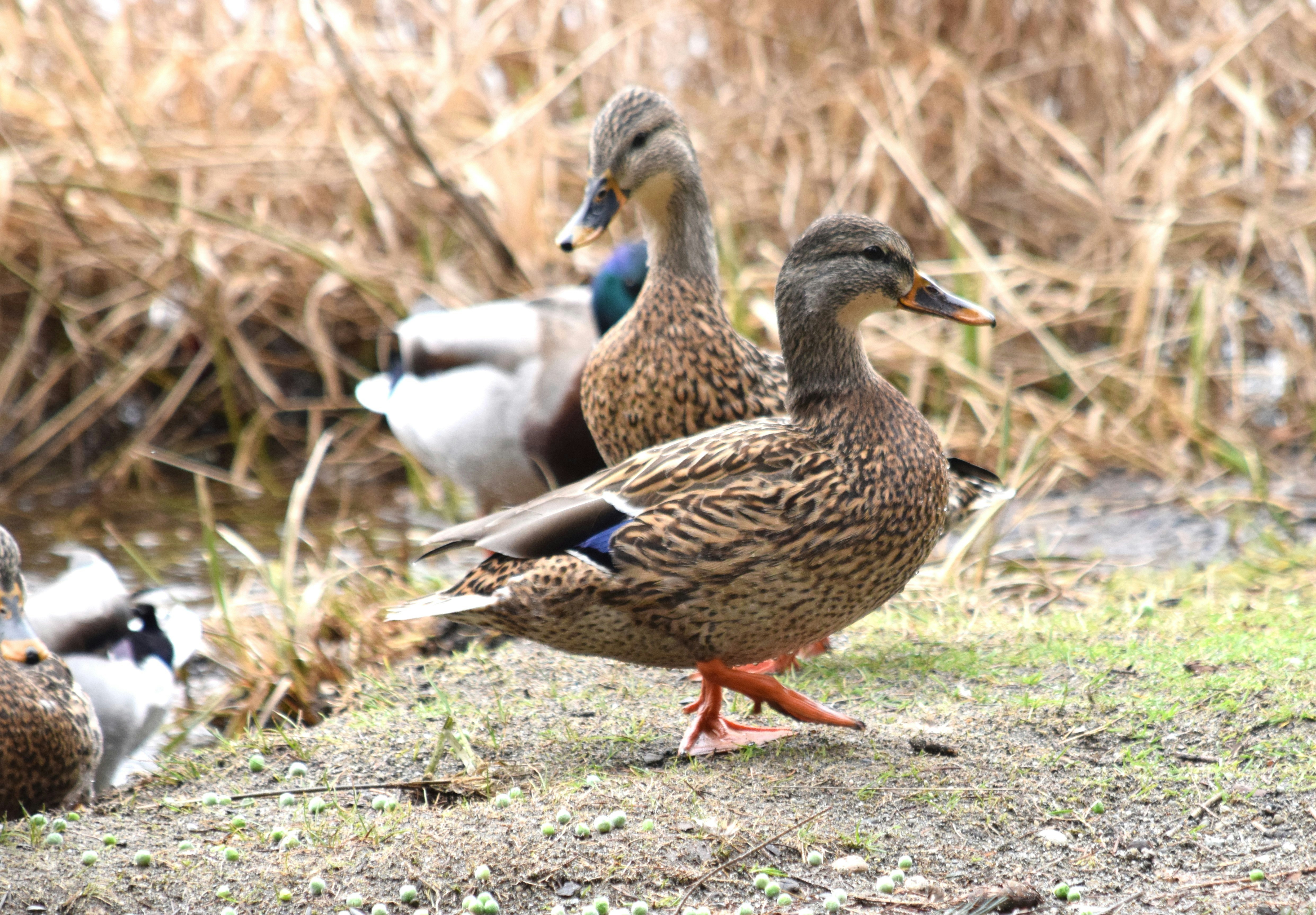 Photo by fr0ggy5_fr0ggy5