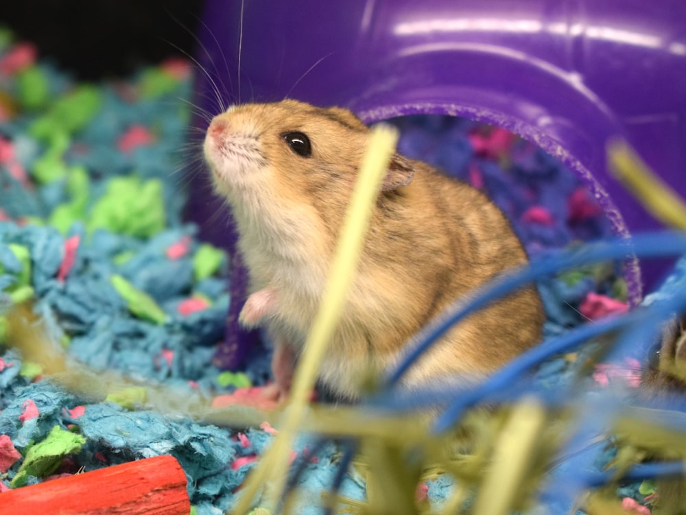 a small rodent in a purple ball surrounded by blue and pink streamers