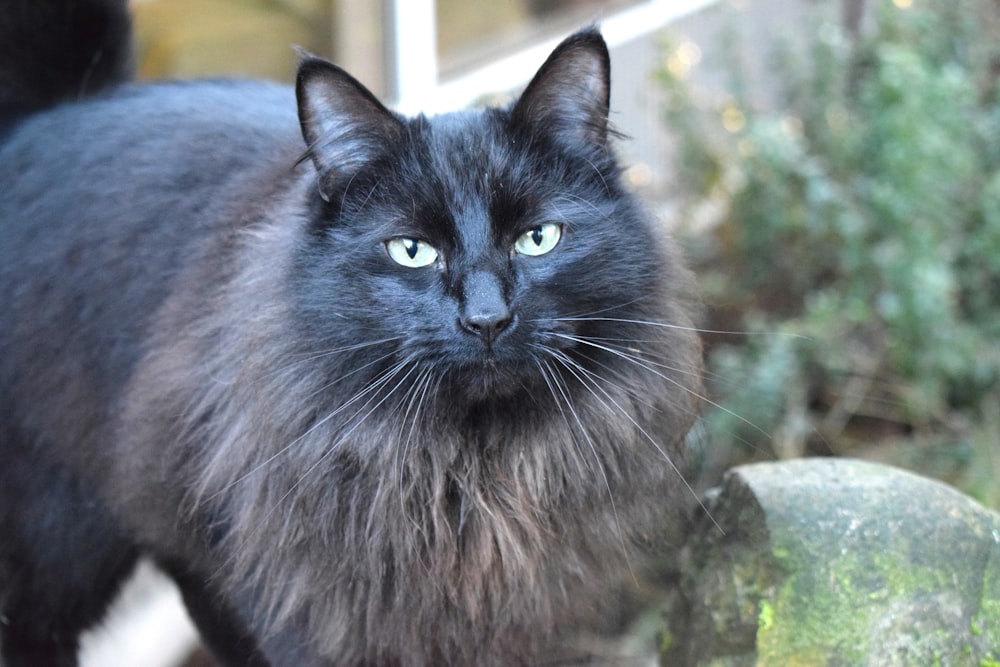 a close up of a cat on a rock