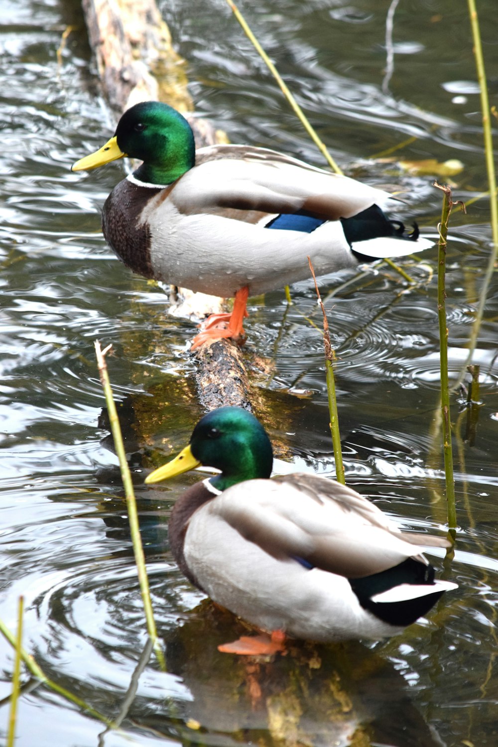 two ducks are sitting on a log in the water