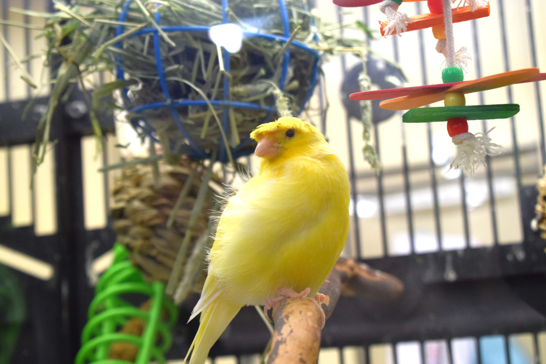 A yellow canary in a cage hung with toys and a seagrass mat