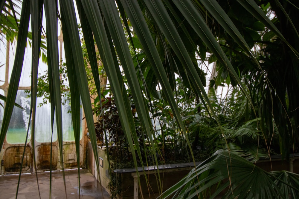 a room filled with lots of green plants