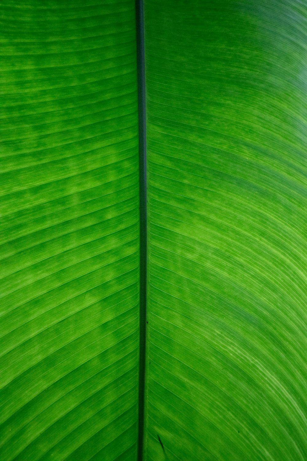 um close up de uma grande folha verde