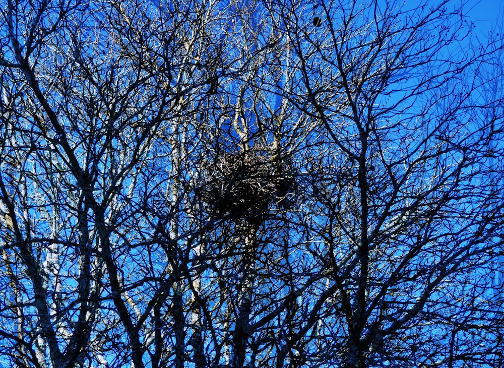 a bird's nest in a tree with no leaves