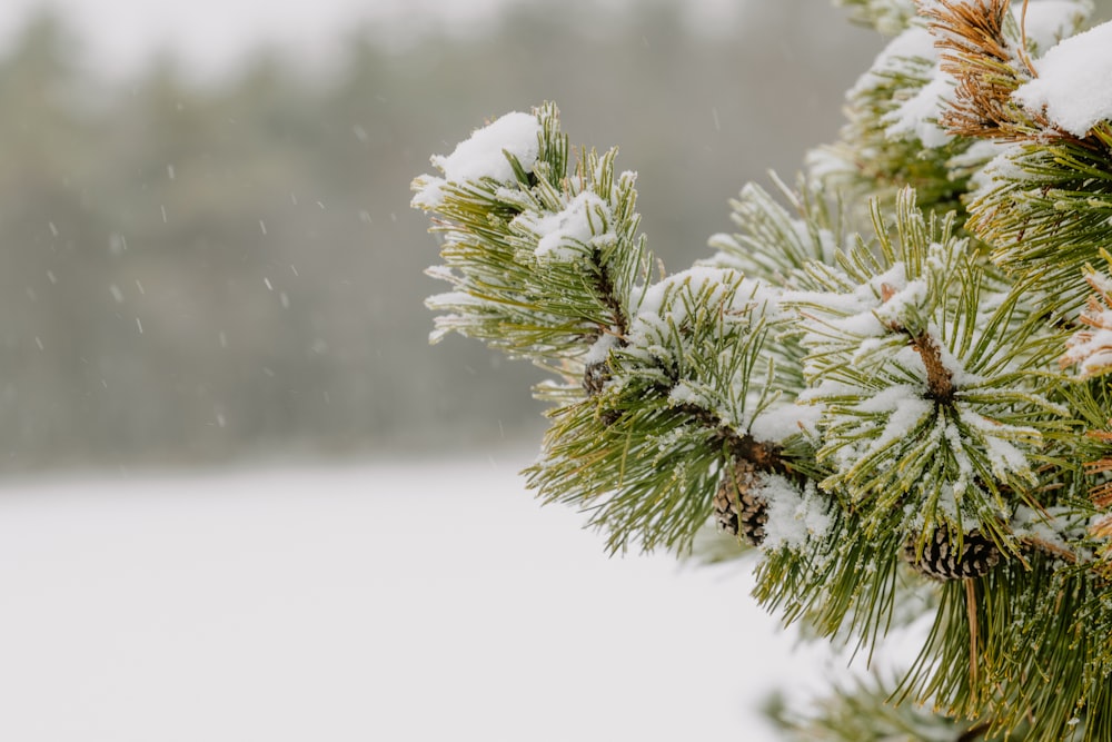 a pine tree covered in snow in a forest