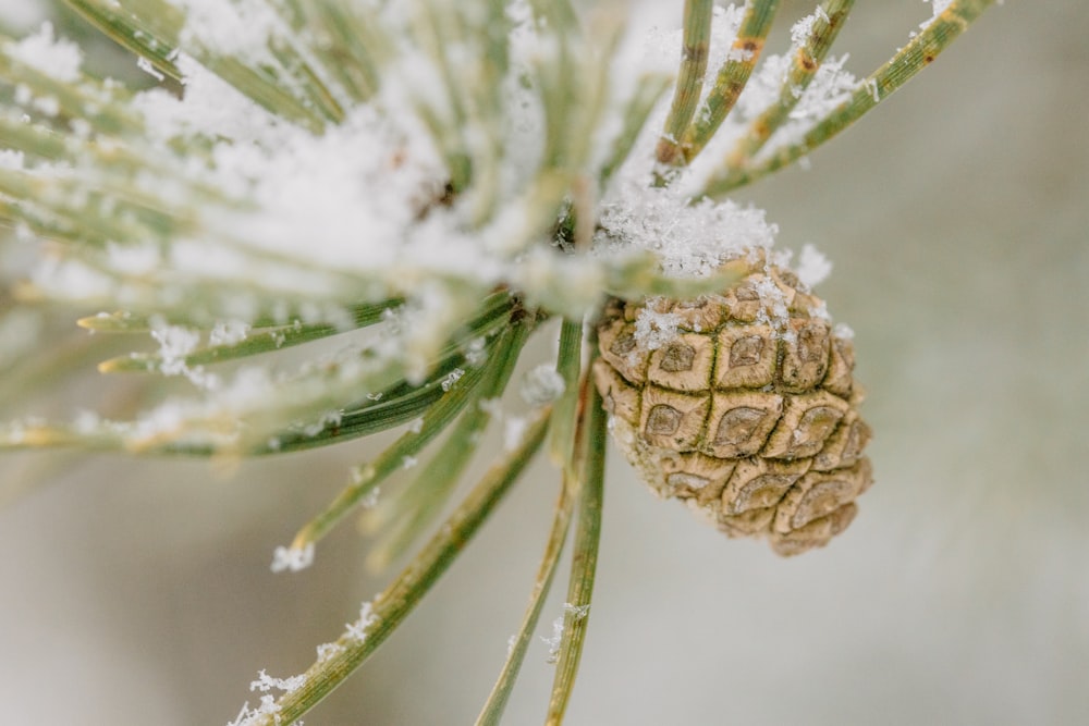 a close up of a pine cone covered in snow