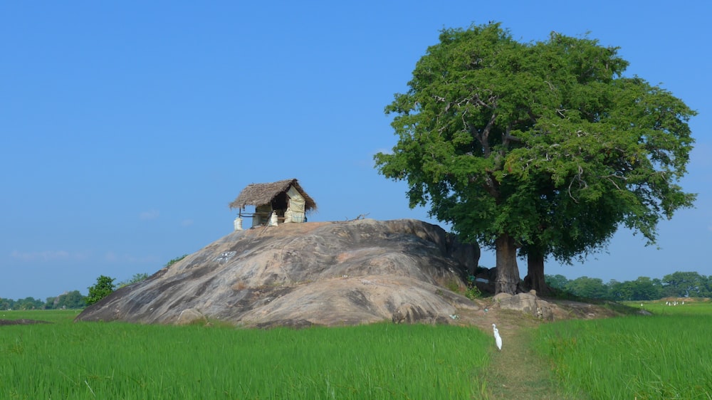 uma casa em cima de uma rocha em um campo