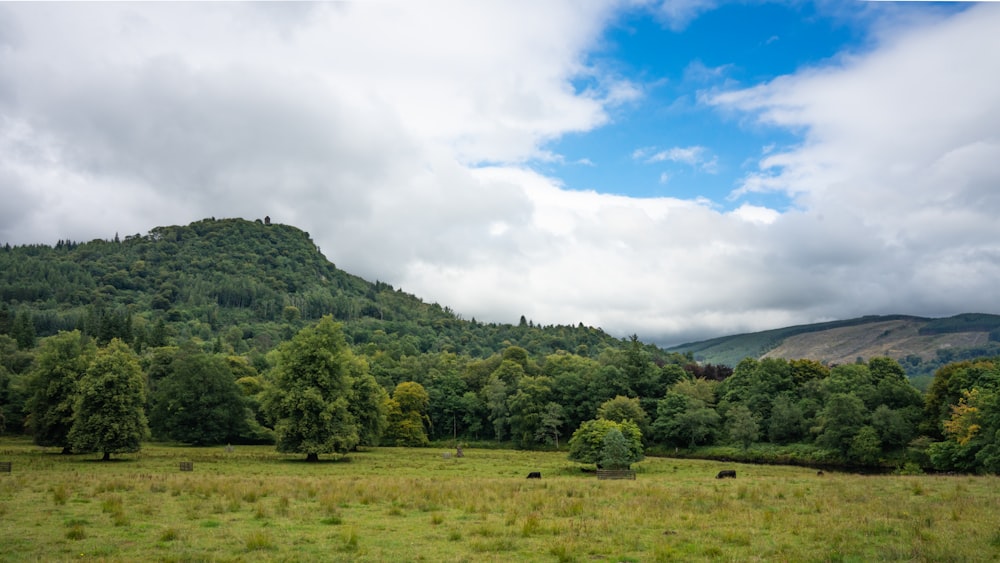 a grassy field with trees and mountains in the background