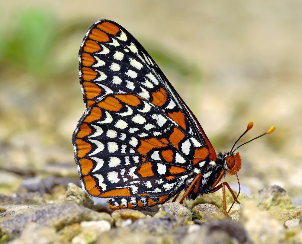 a close up of a butterfly on the ground