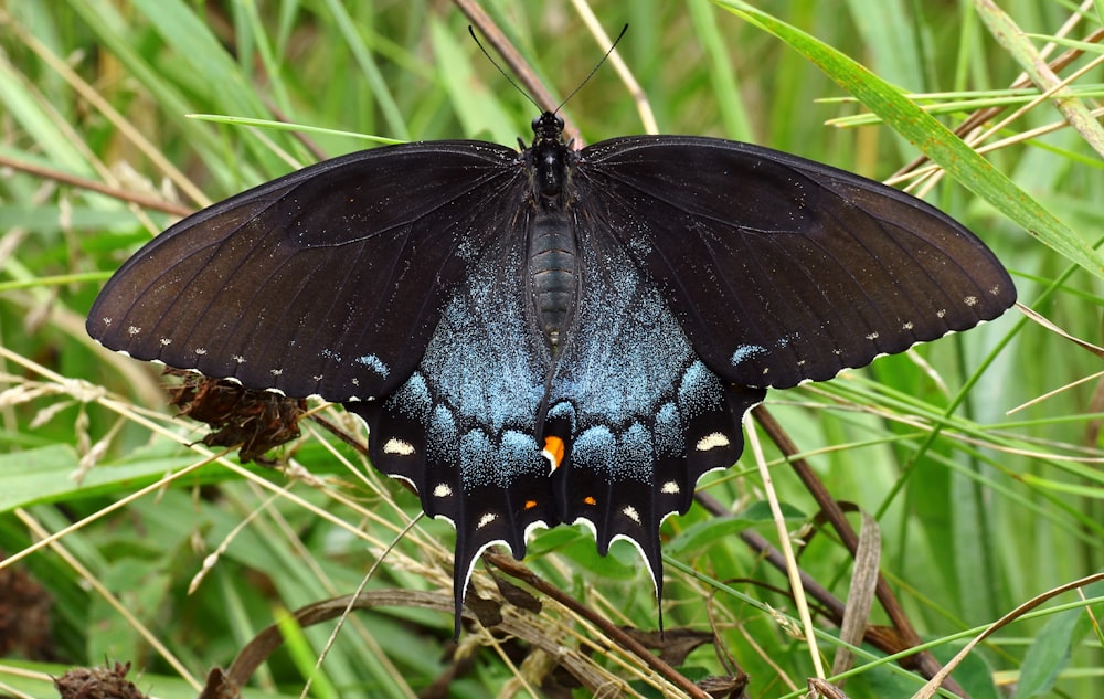 a black and blue butterfly sitting on top of a green plant