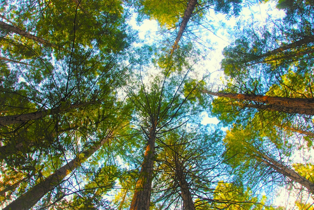 a group of tall trees standing next to each other