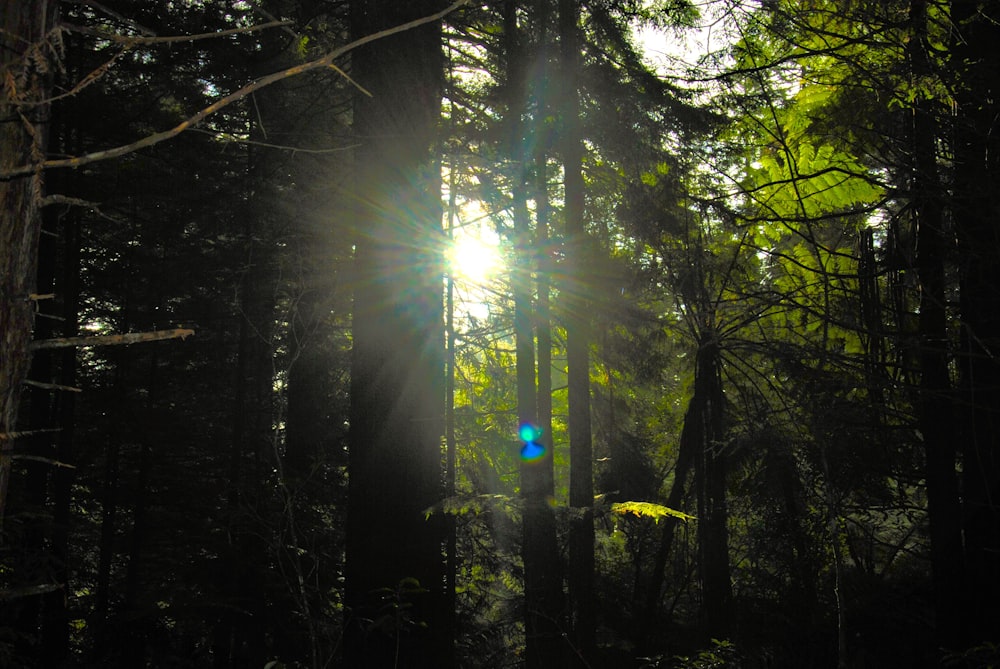 the sun is shining through the trees in the forest