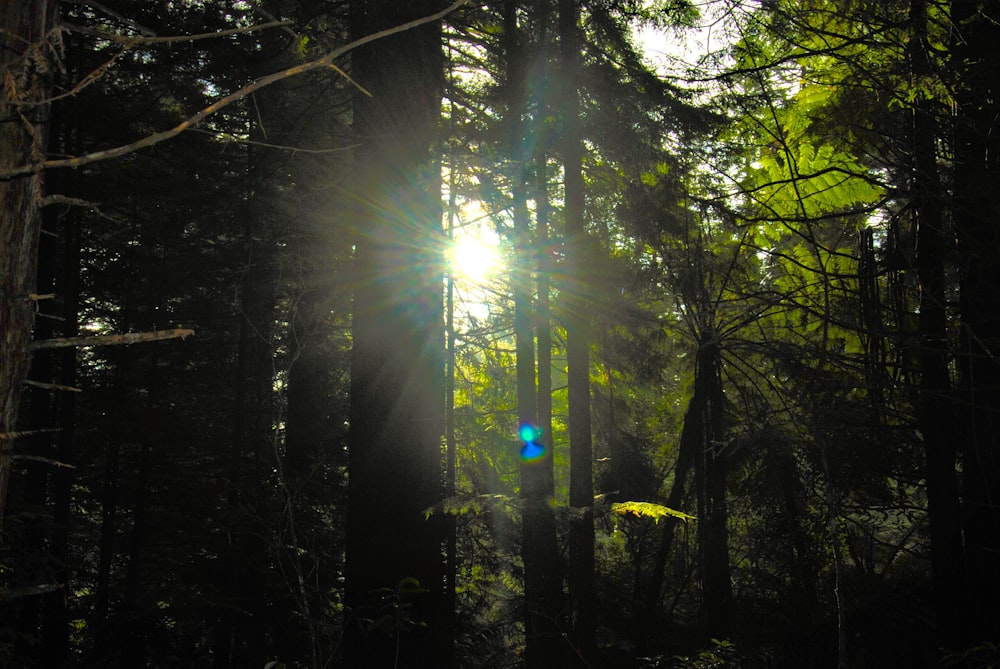 Die Sonne scheint durch die Bäume im Wald