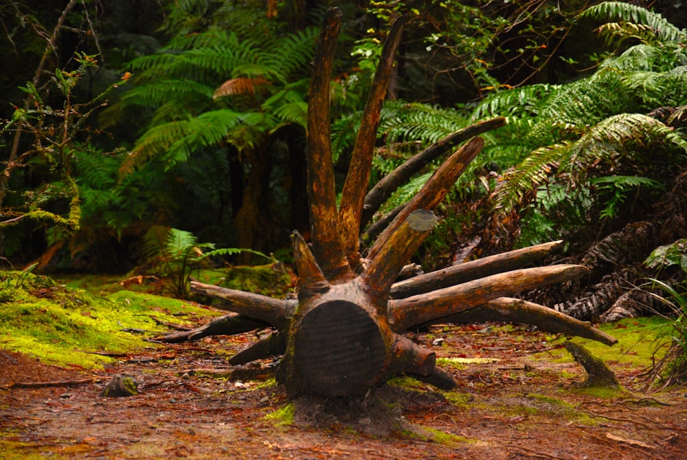 um grande toco de árvore sentado no meio de uma floresta