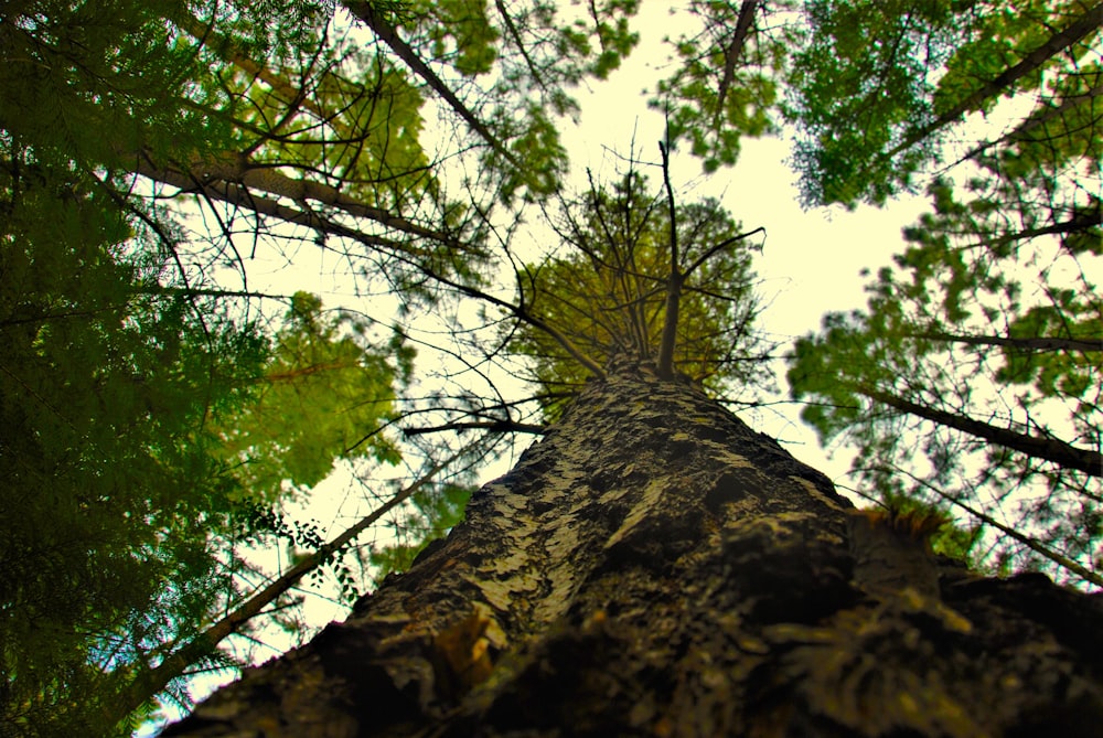 olhando para cima para uma árvore alta em uma floresta