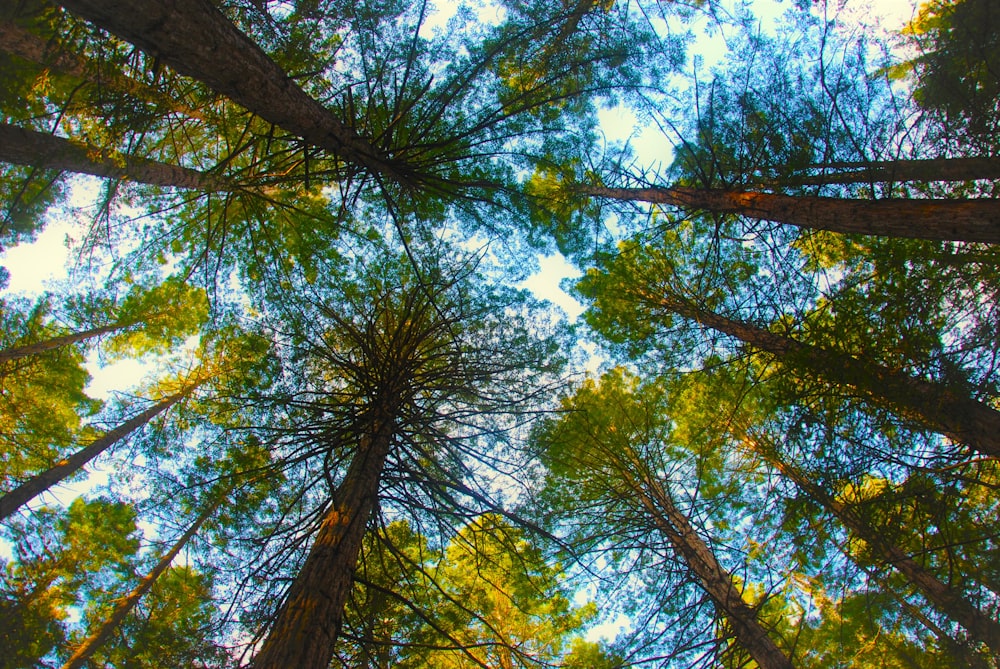 a group of tall trees standing next to each other