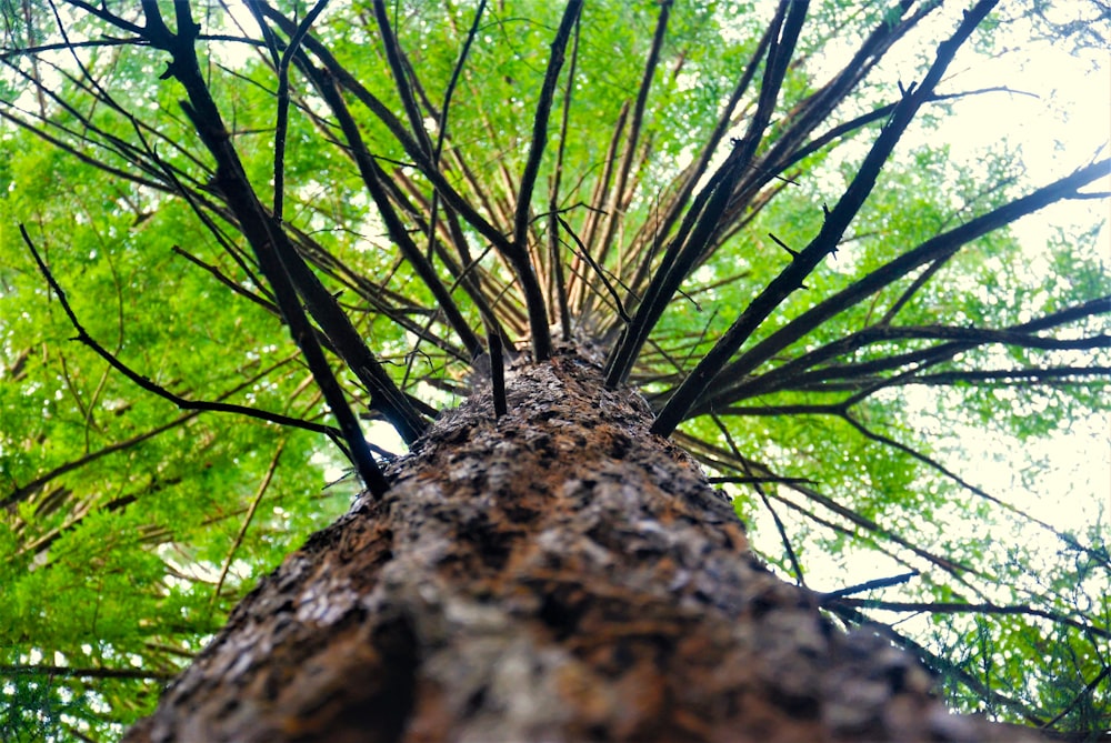 looking up at a tall tree in a forest