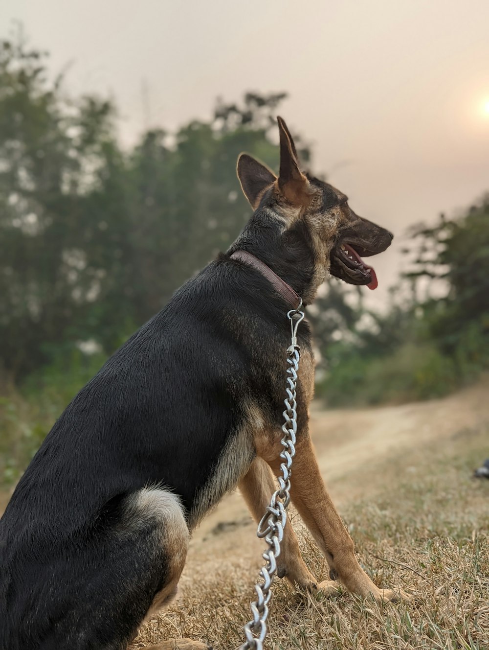 a dog sitting in the grass with a chain around its neck