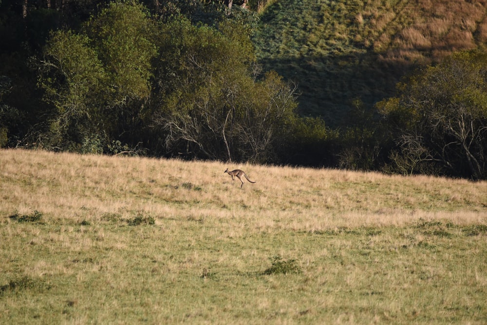 a deer running across a grass covered field