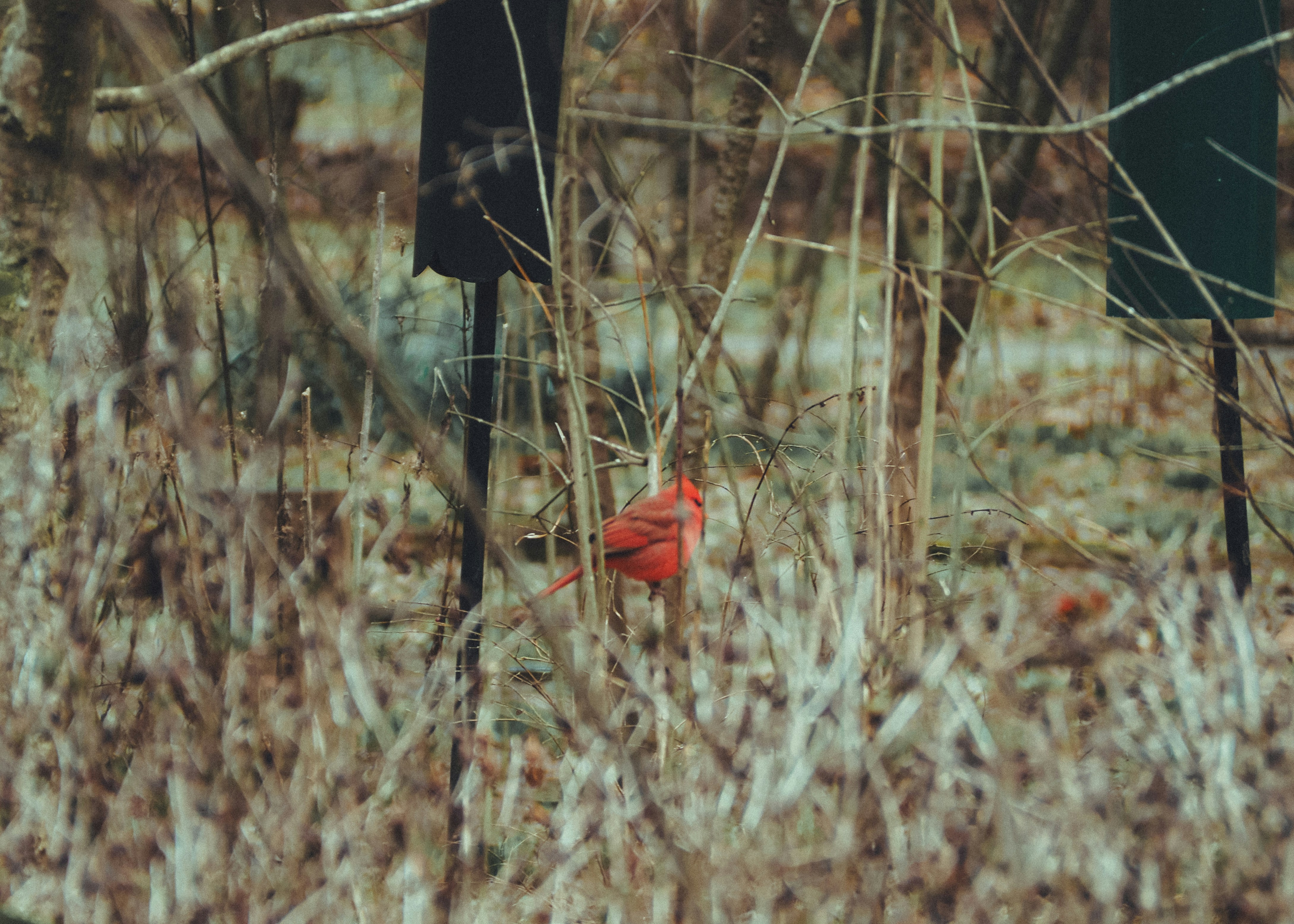 Photo by fieldworkframes