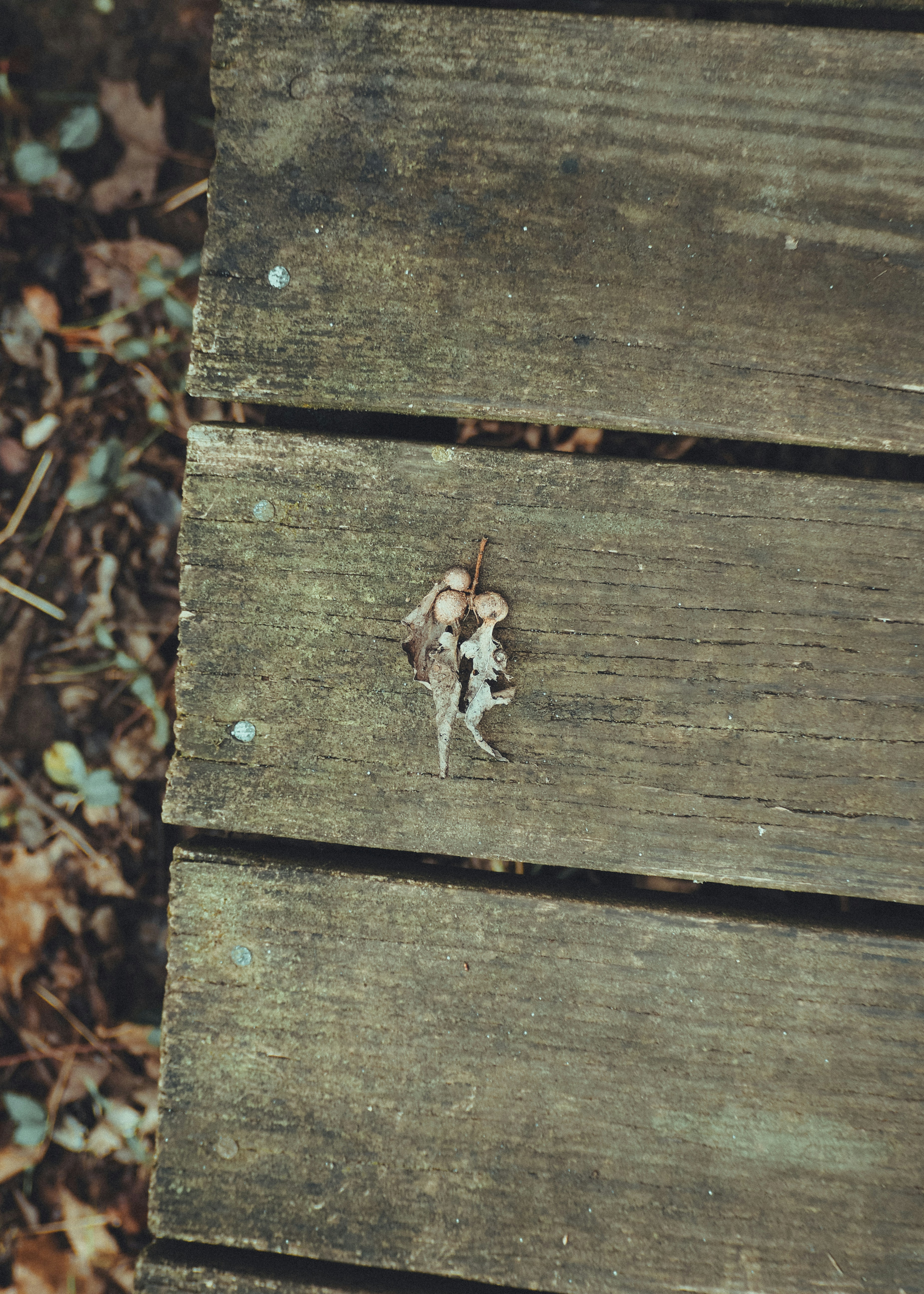 Photo by fieldworkframes