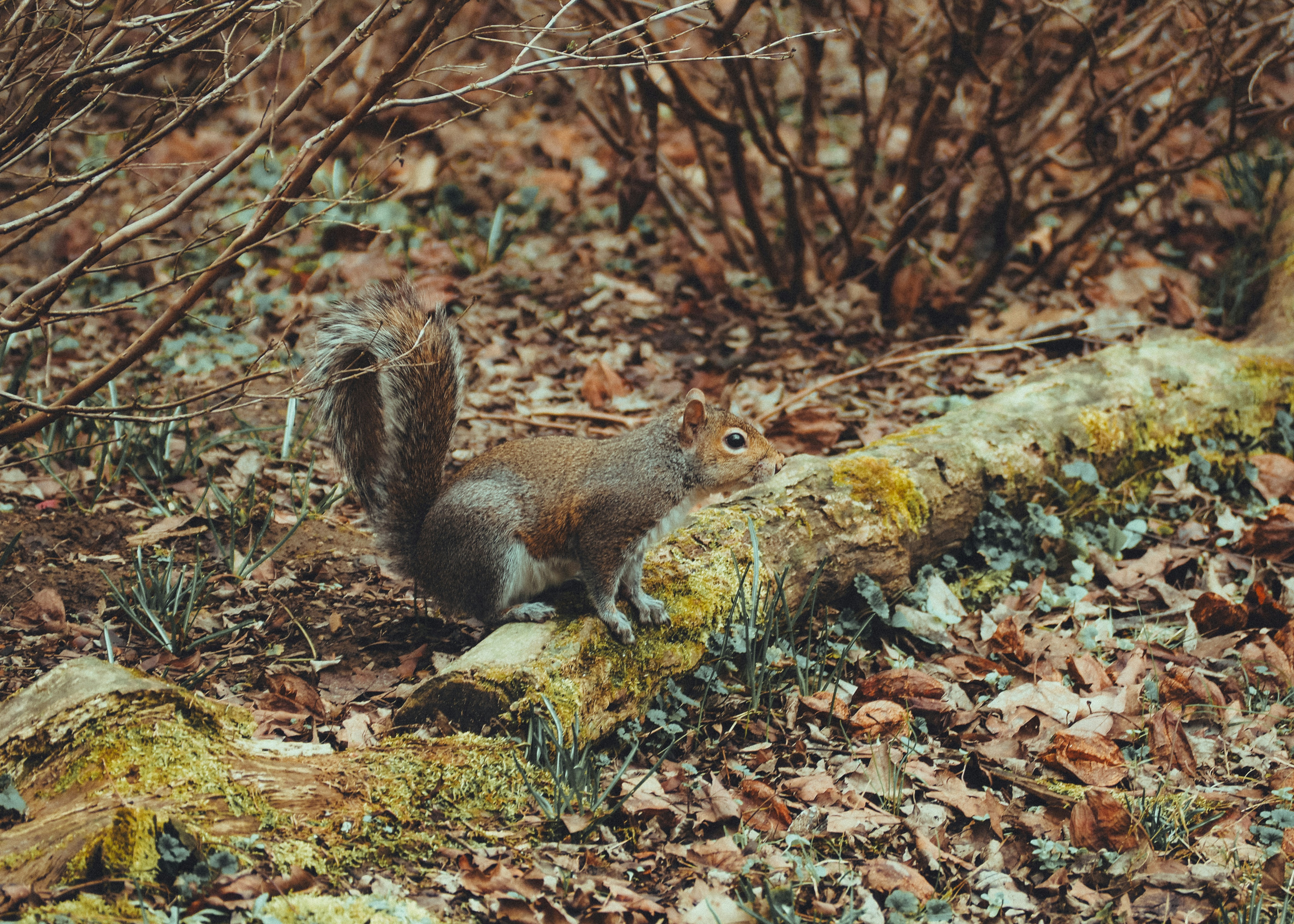 A squirrel standing on a log in the woods.
