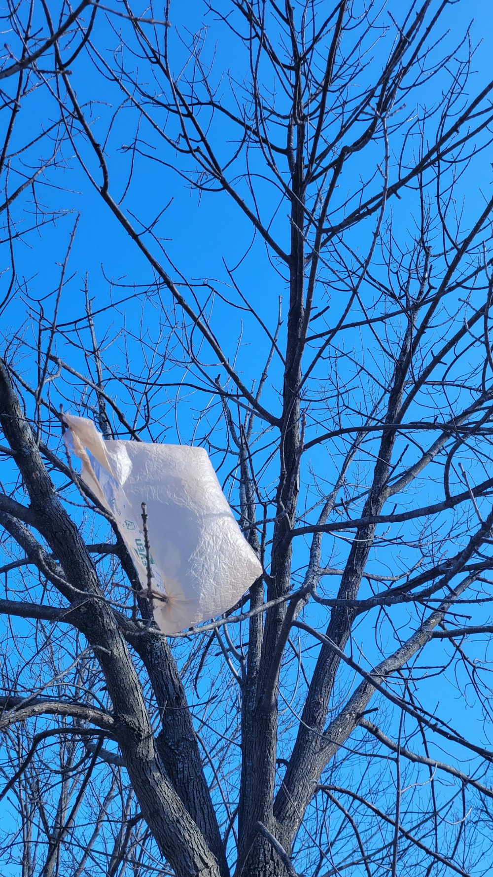 a plastic bag stuck in a bare tree