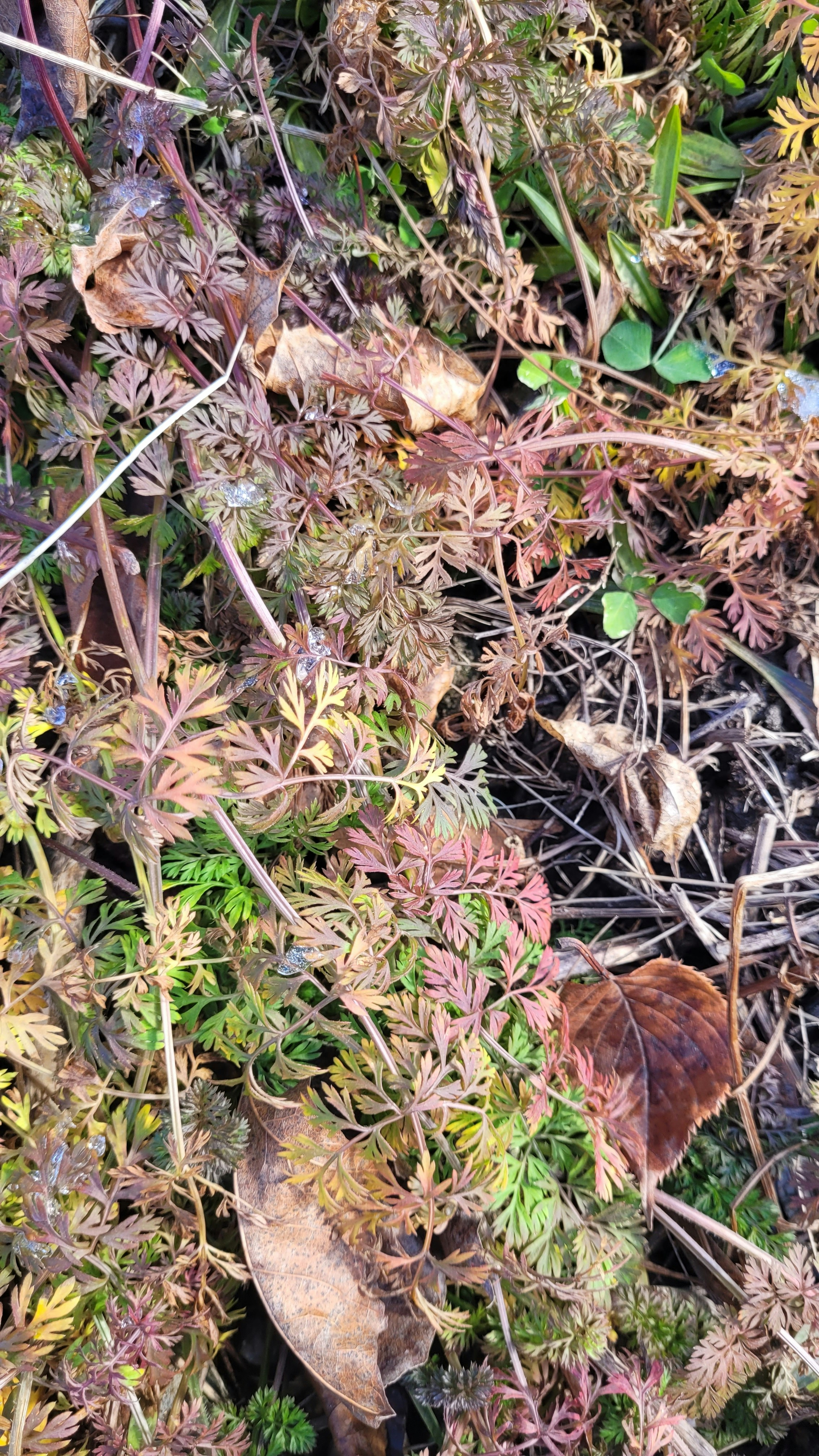 Photo by shiola_odan